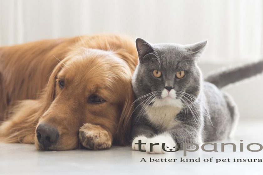 Trupanion Pet Insurance – Get An Insurance Quote For Your Pets
