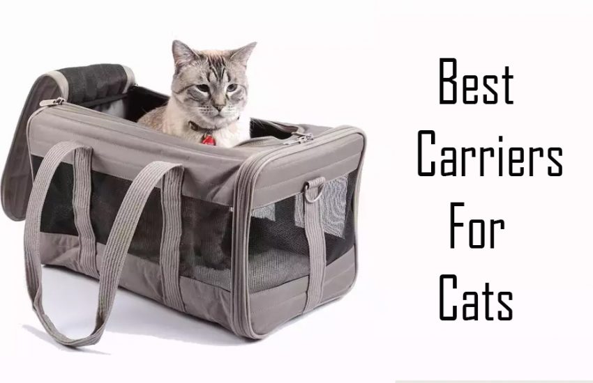 Best Carrier for Cats – 5 Best Carriers For Cats