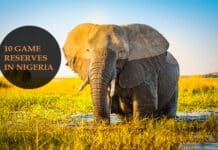 10 Game Reserves in Nigeria 10 Game Reserves in Nigeria