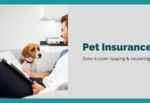 Does Pet Insurance Cover Spaying and Neutering? Does Pet Insurance Cover Spaying and Neutering