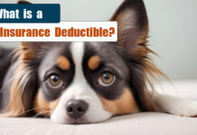 Pet Insurance Deductible: What It Is and How It Works Pet Insurance Deductible: What It Is and How It Works