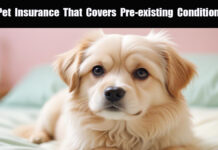 Pet Insurance That Covers Pre-Existing Conditions Pet Insurance That CoverS Pre-Existing Conditions