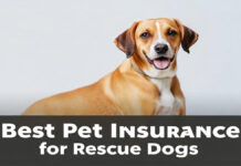 Best Pet Insurance for Rescue Dogs of 2024 Best Pet Insurance for Rescue Dogs of 2024