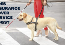 Does Insurance Cover Service Dogs? Does Insurance Cover Service Dogs?