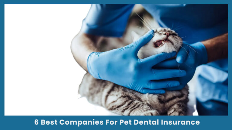 6 Best Companies For Pet Dental Insurance