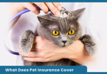 What Does Pet Insurance Cover What Does Pet Insurance Cover