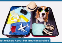 What to Know About Pet Travel Insurance What to Know About Pet Travel Insurance