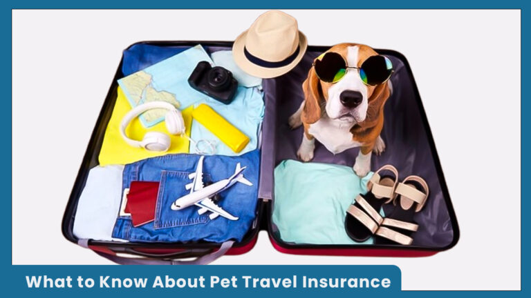 What to Know About Pet Travel Insurance